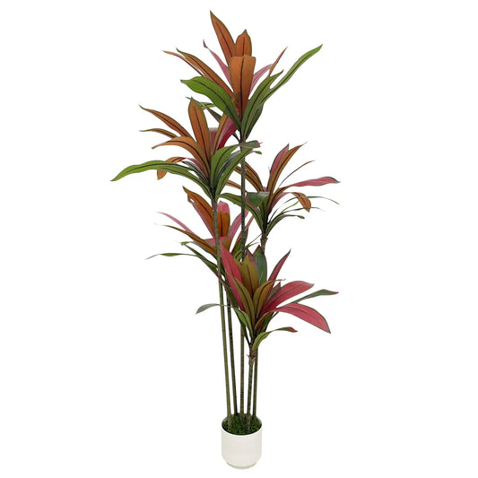 Brazilian Lucky Wood Indoor Plant Ready To Grow